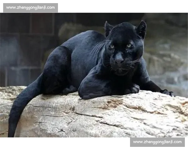 老虎对决黑豹野性巅峰力量速度智慧全面较量揭秘自然法则生存王者之战
